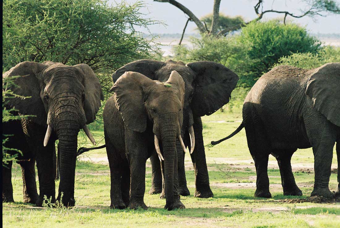 Botswanan Elephants