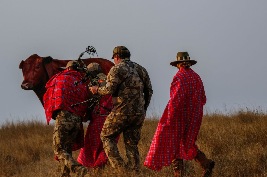 The hunters attempted to dress like the native Masai and hide behind a cow decoy to get within bow range of a gerenuk.