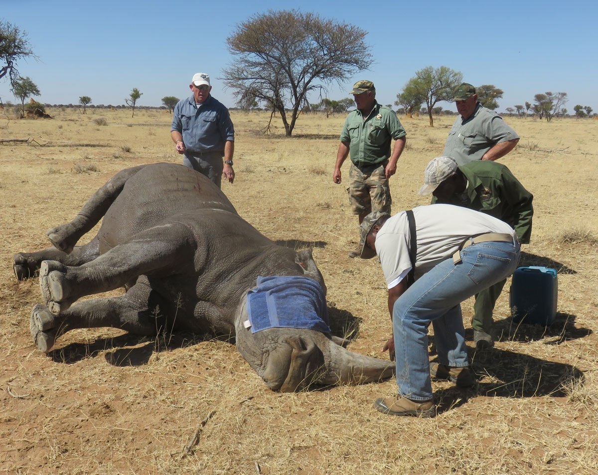 Veterinarians helping a tranquilized rhinoceros.